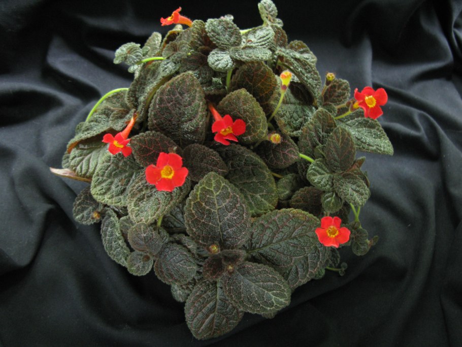 Эписция ползучая (Episcia reptans)