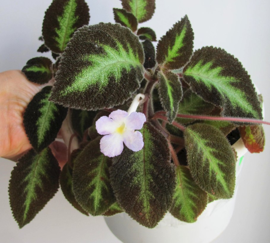 Эписция голубой Нил