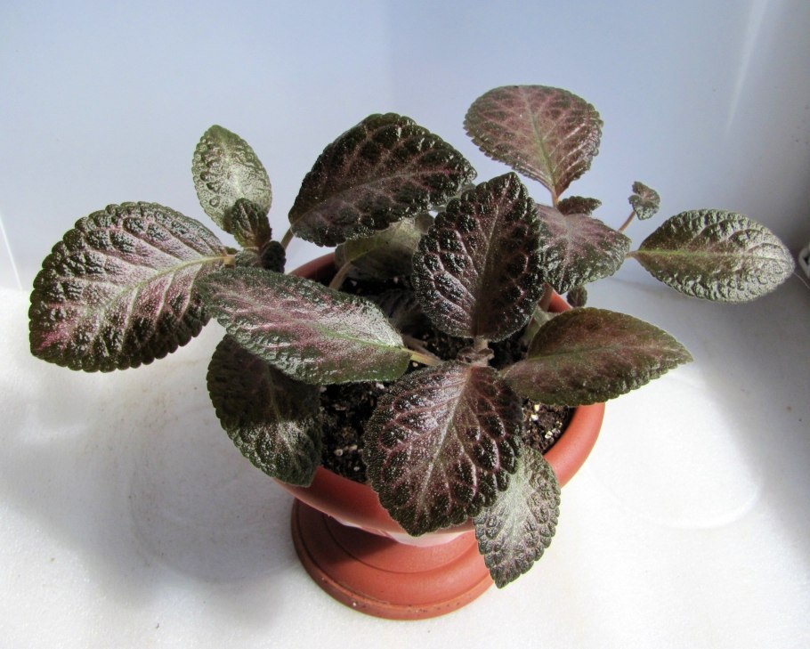 Эписция бордовая