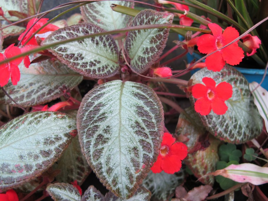 Эписция медная цветок