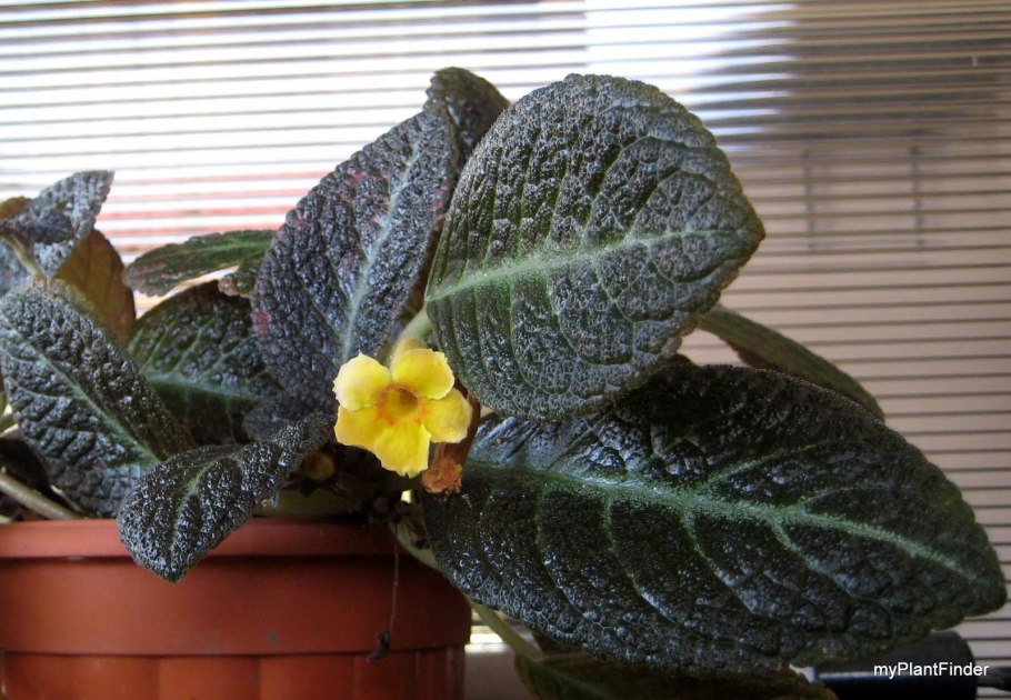 Episcia cupreata Flame Violet