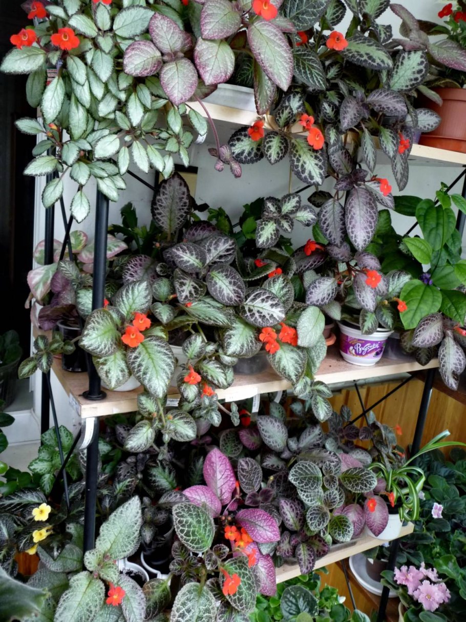 Посадка эписции