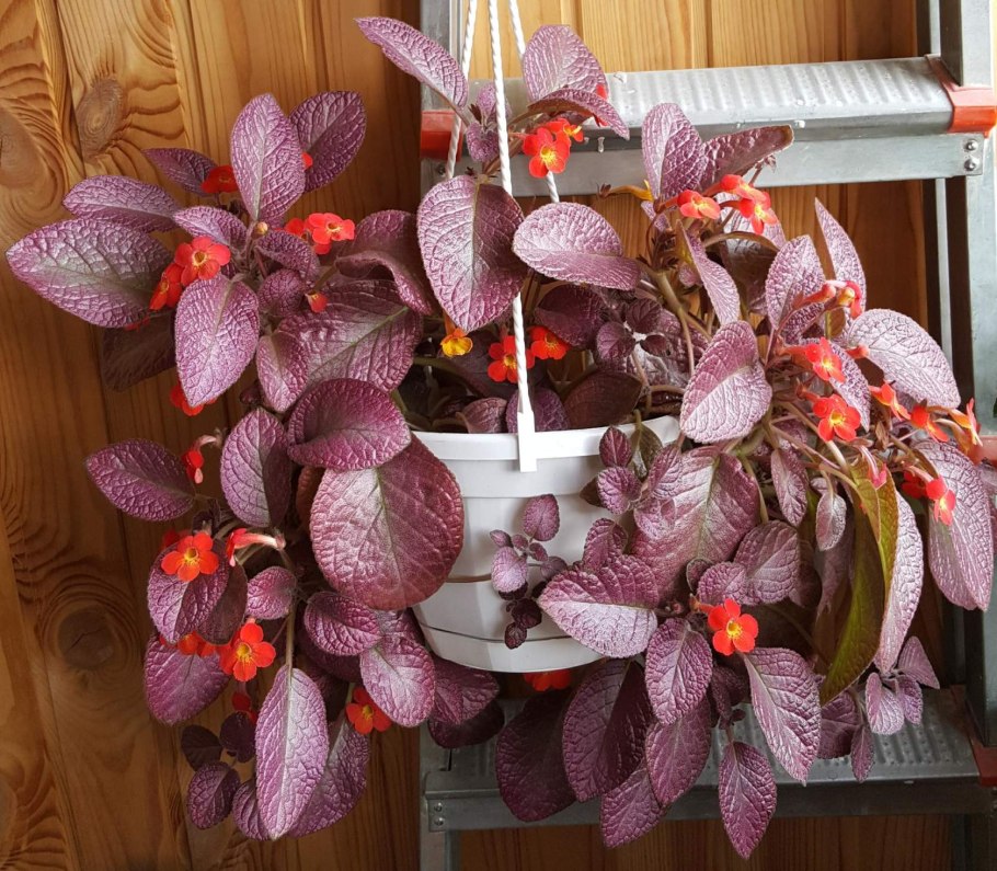 Эпиcция Cтрафберри мист