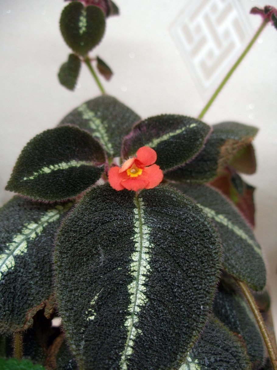 Эписция цветок