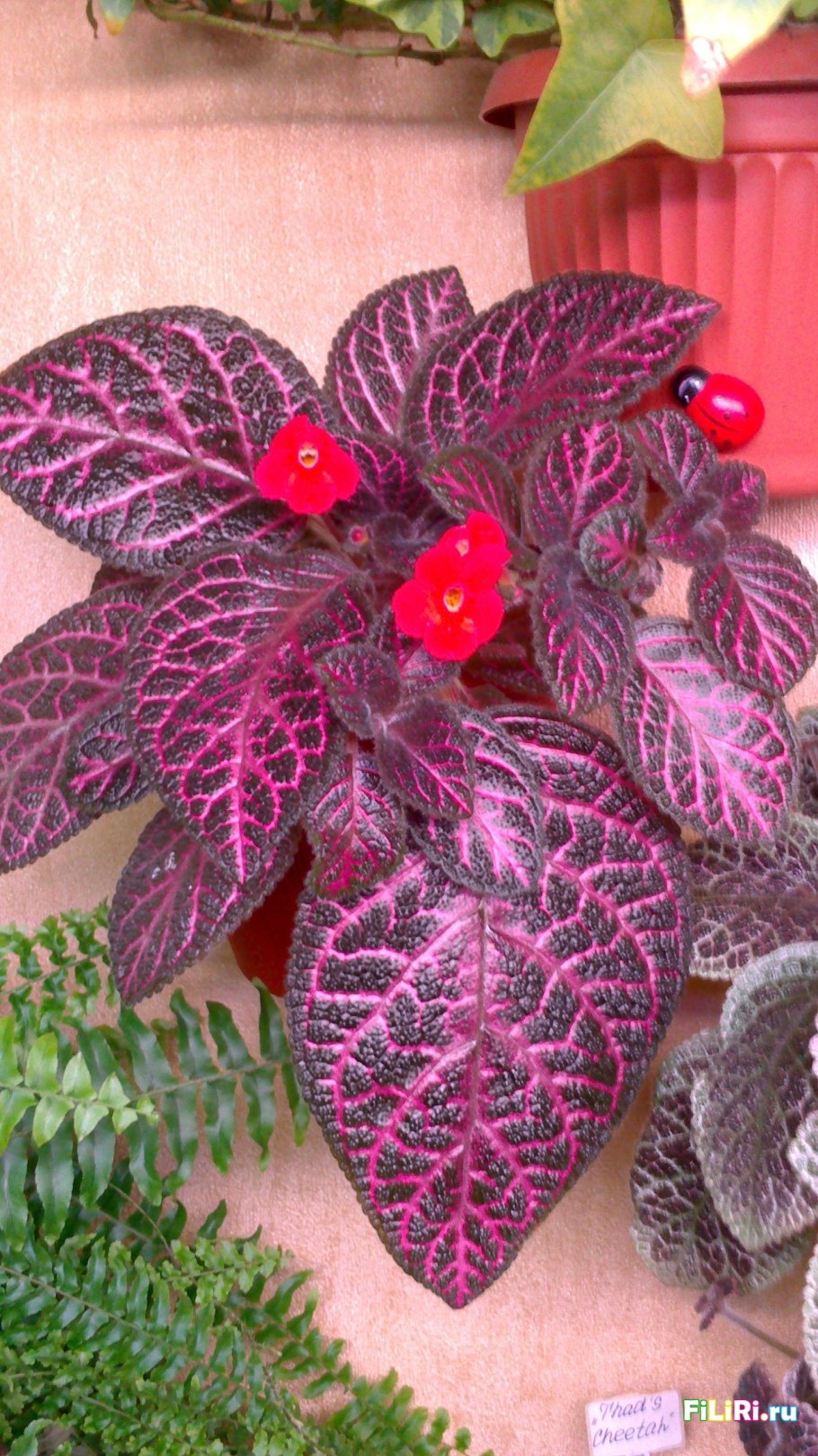 Эписция Country Kitten