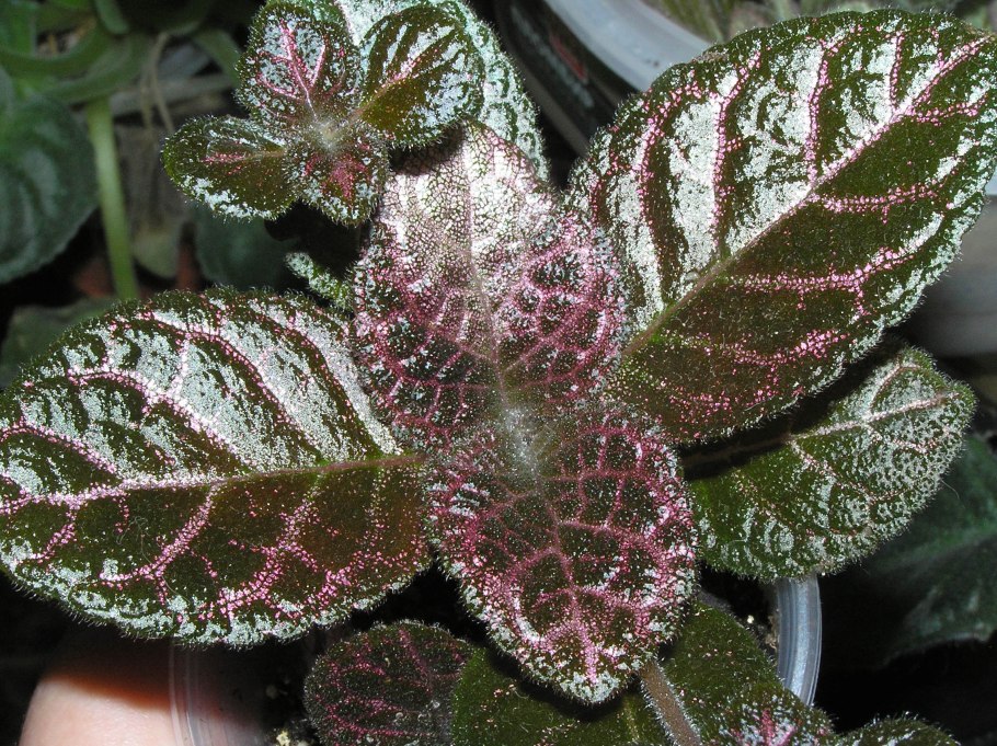 Эписция Кристина