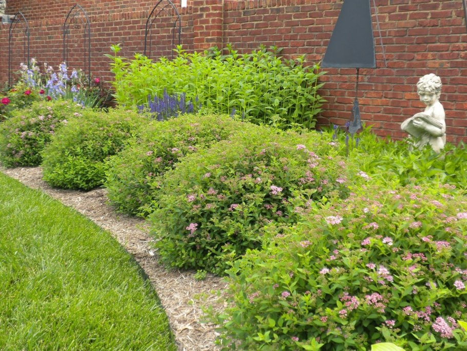 Форзиция спирея Барбарис