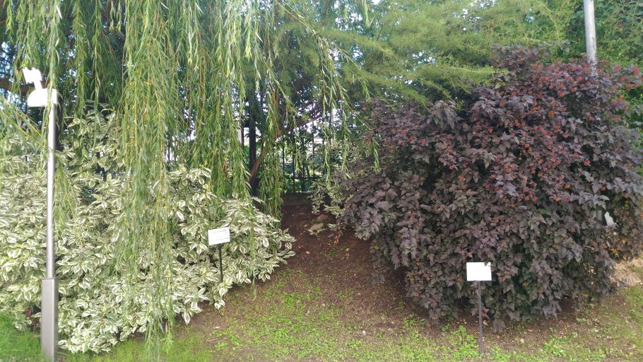 Пузыреплодник калинолистный (physocarpus opulifolius &#96;diabolo&#96;)