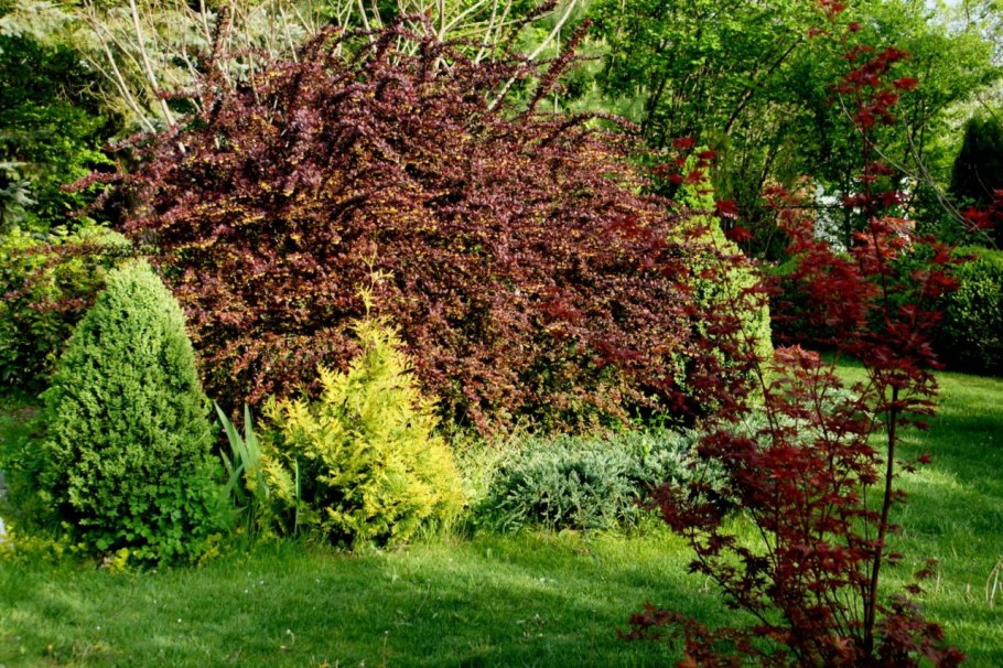 Барбарис тунберга суперба