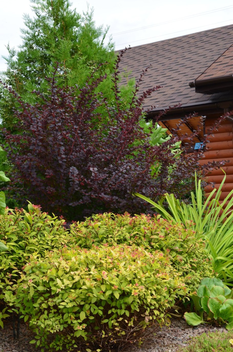 Дерен калинолистный