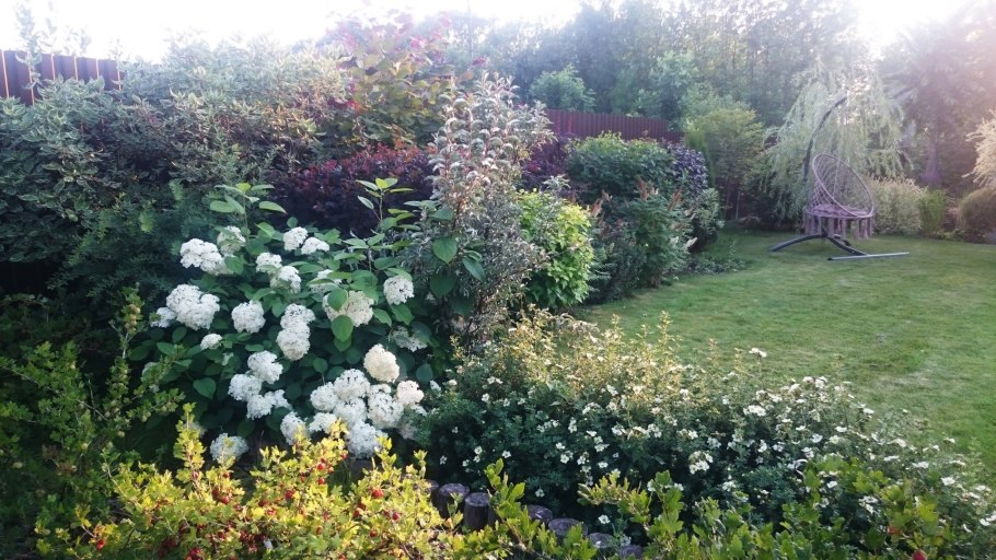 Пузыреплодник калинолистный luteus