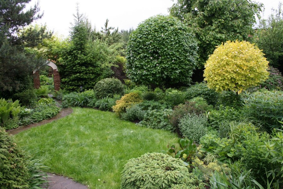 Туя, дерен, пузыреплодник