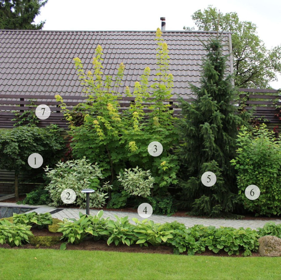 Дерен калинолистный