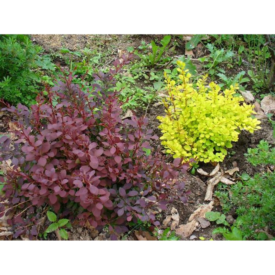 Туя гортензия Барбарис