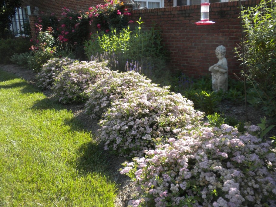 Пузыреплодник диабло изгородь