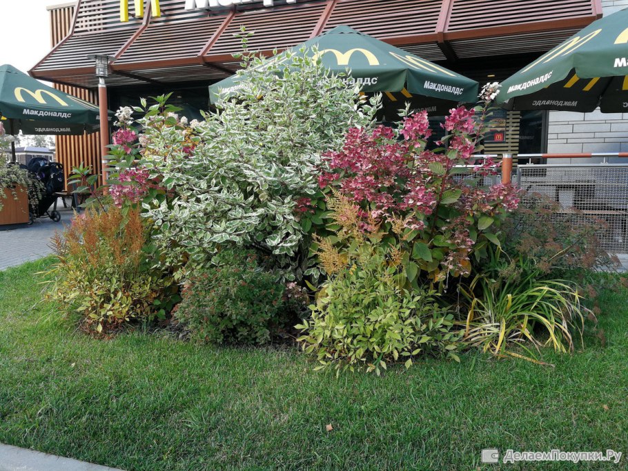 Пузыреплодник краснолистный