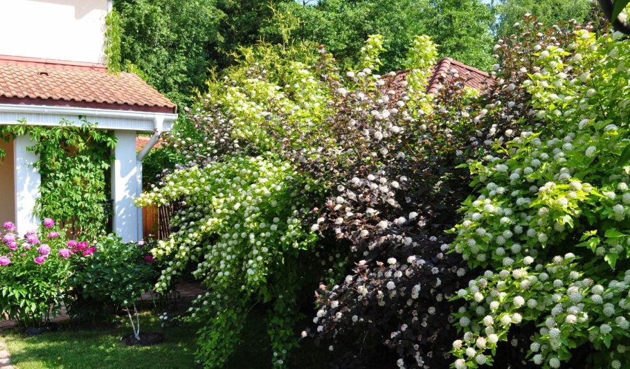 Туя и пузыреплодник