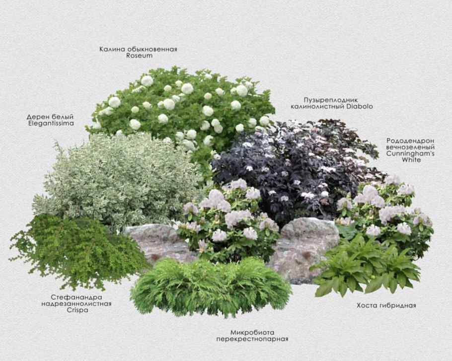 Гортензия метельчатая с барбарисом