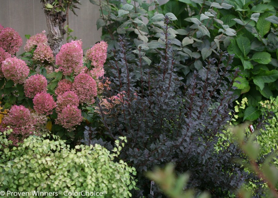 Гортензия,Хоста, туя Даника