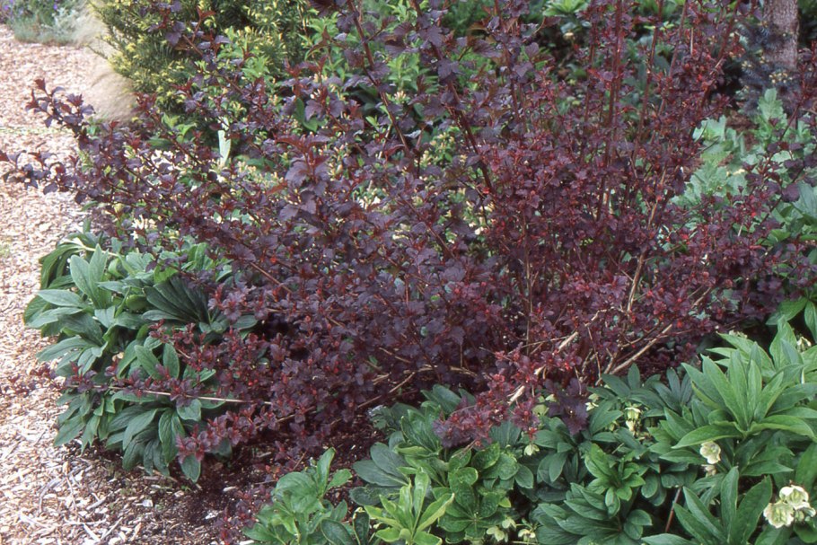 Клумба Барбарис пузыреплодник