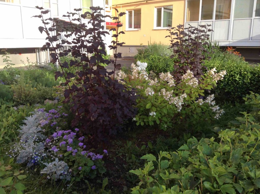 Клумба гортензия, пузыреплодник, Барбарис