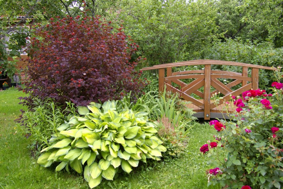 Дерен Ауреа Элегантиссима