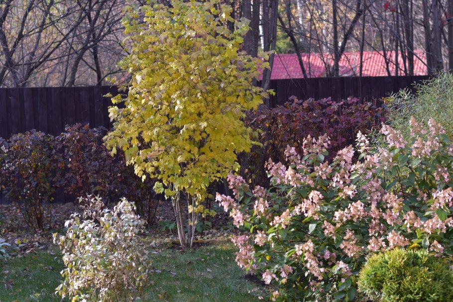 Клумба гортензия пузыреплодник дерен