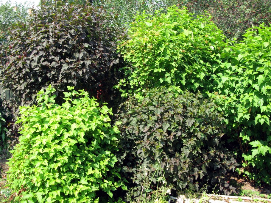 Дерен пузыреплодник Барбарис