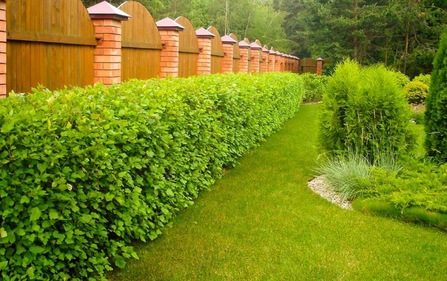 Пузыреплодник калинолистный диабло