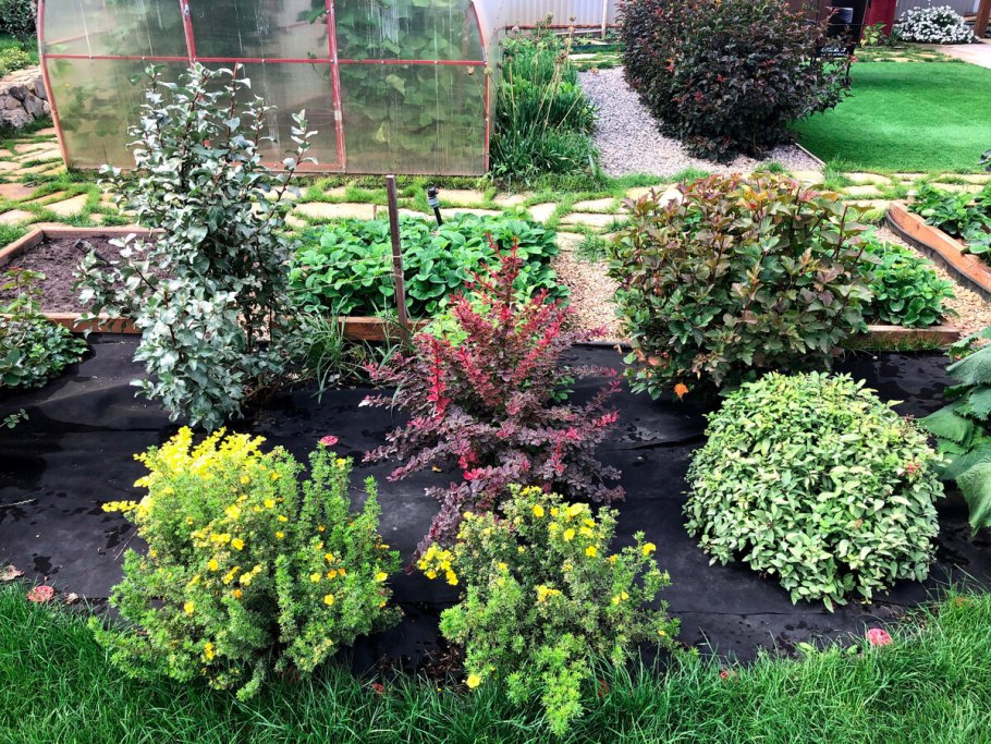 Вейгела Elvera