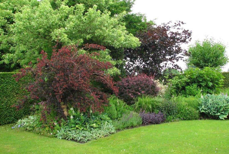 Барбарис оттавский суперба