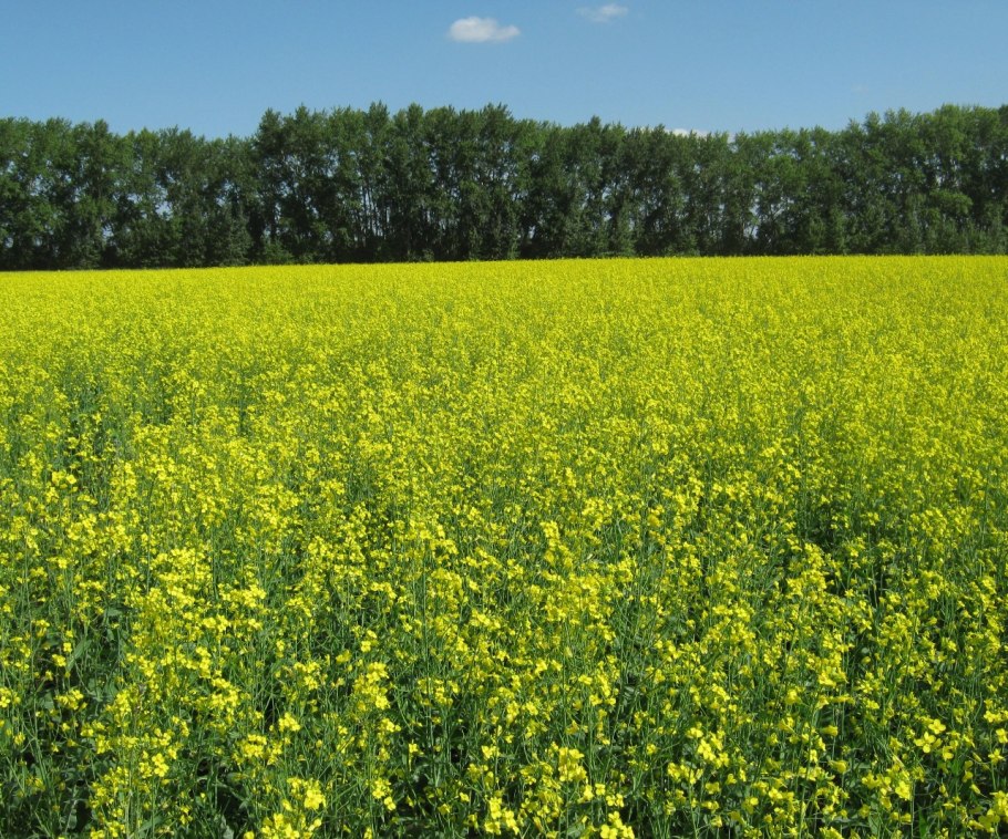 Рапс Яровой