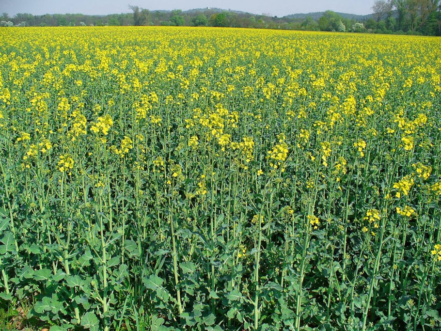 Рапс – Brassica napus.