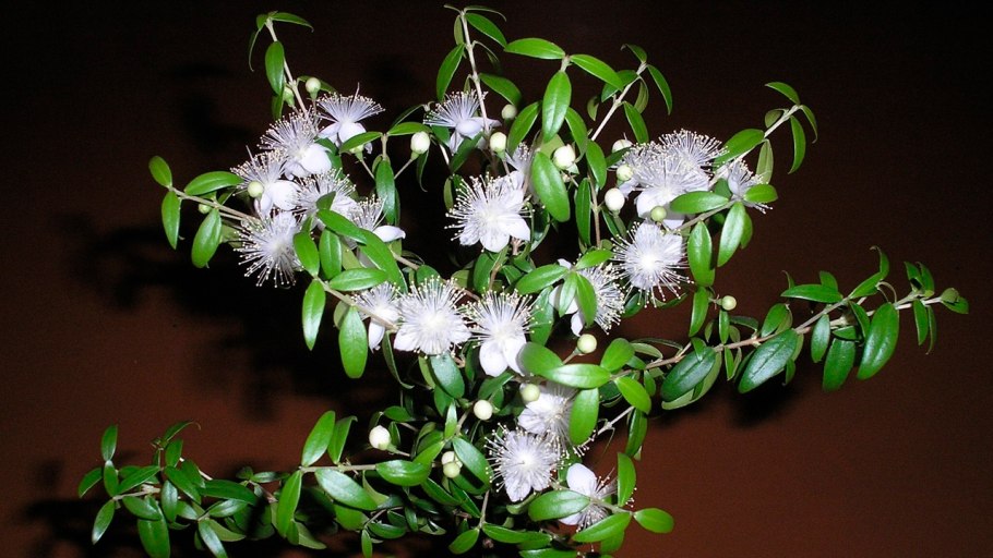 Мирт Гименей