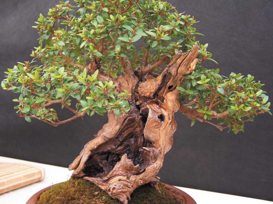 Хамелациум бонсай