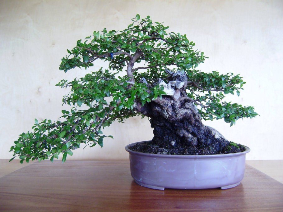 Цветок Мирт бонсай