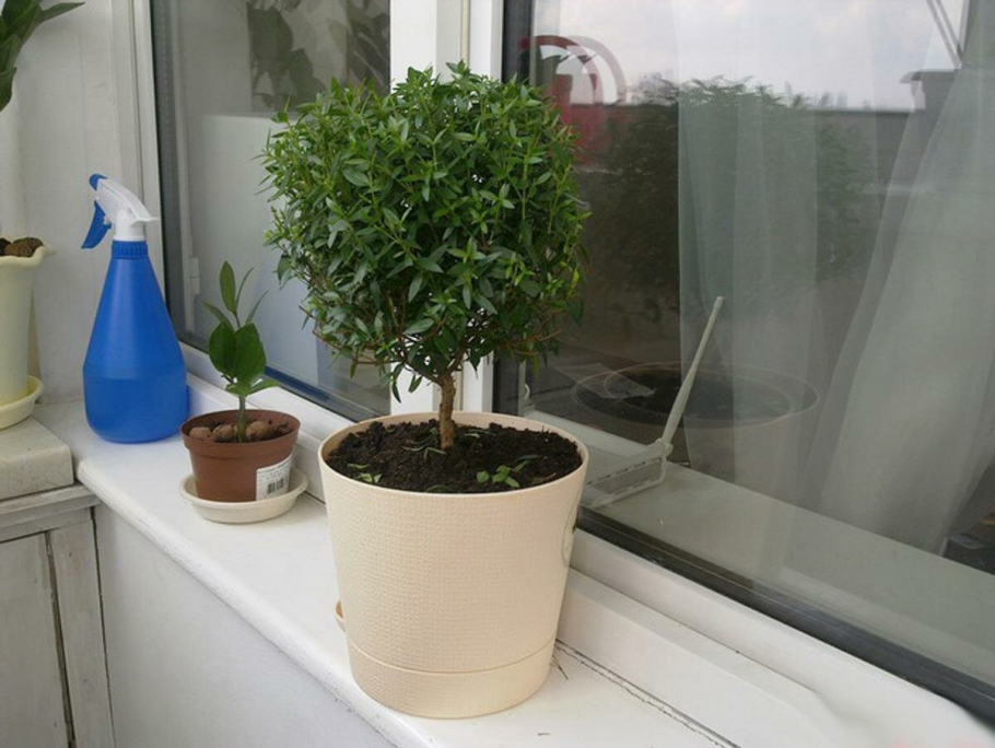 Мирт коммунис штамбовый