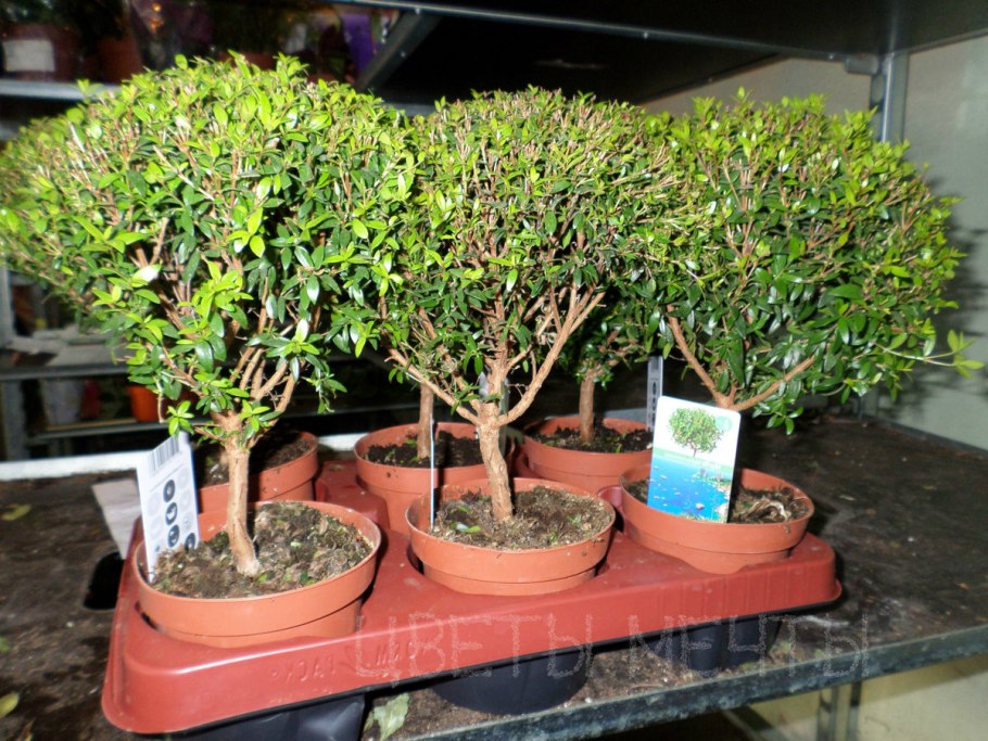 Мирт обыкновенный семейство