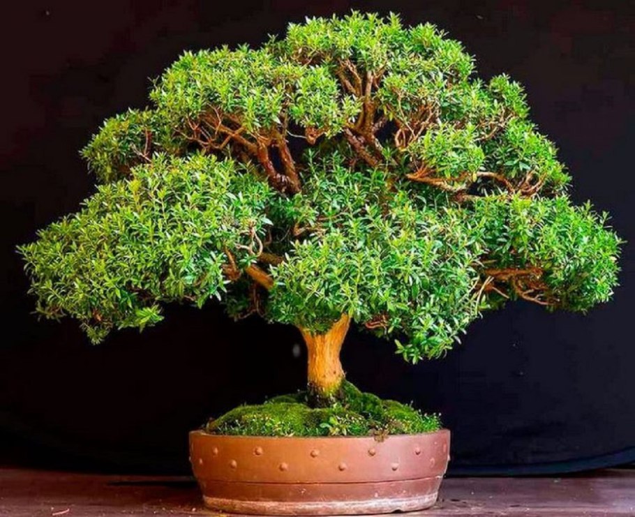 Мирт мелколистный бонсай