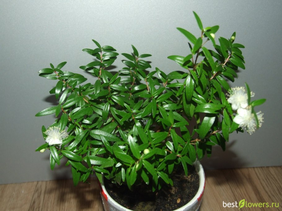 Мирт Гименей