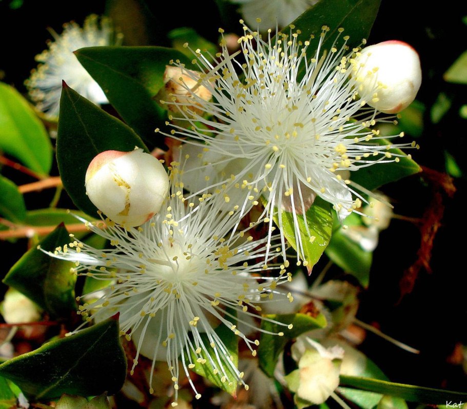 Мирт - Myrtus d12 h35