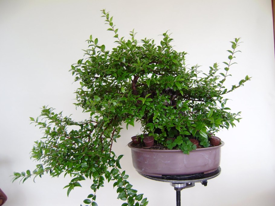 Мирт Альгамбра