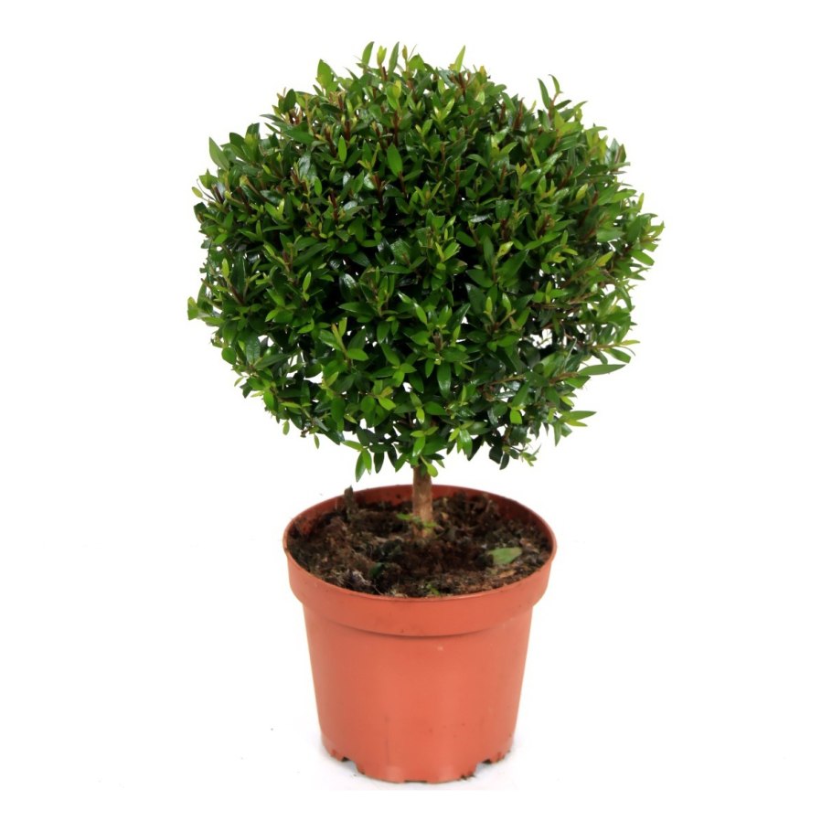 Мирт Миртус коммунис