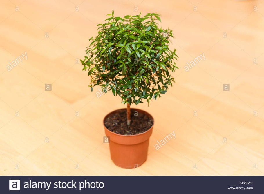 Мирт (миртовое дерево)