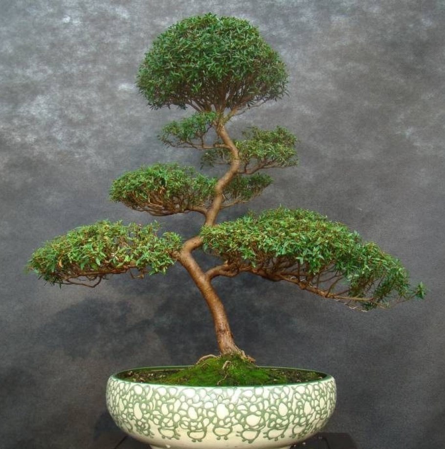 Мирт обыкновенный (Myrtus communis