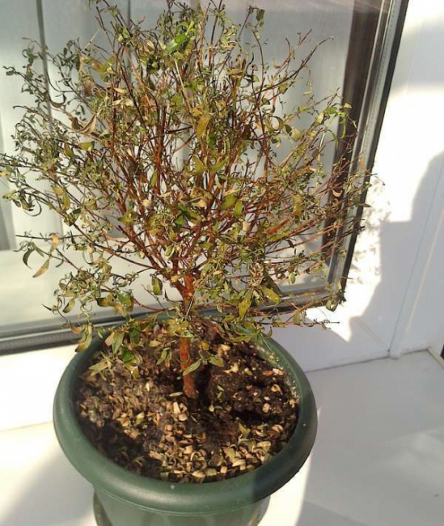 Мирт комнатный