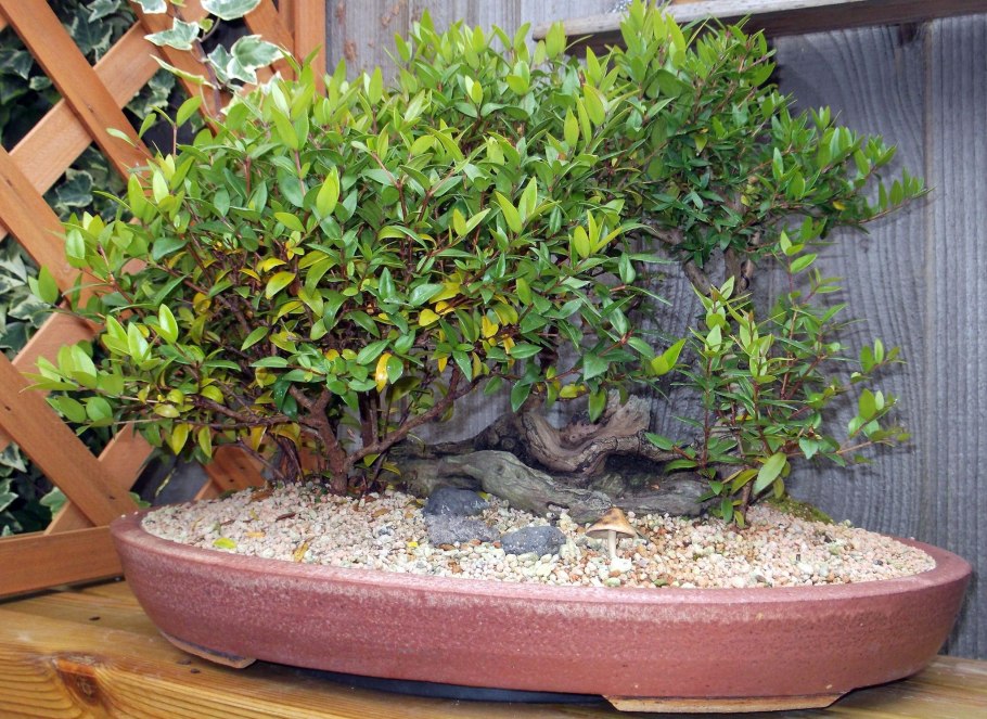 Мирт обыкновенный куст