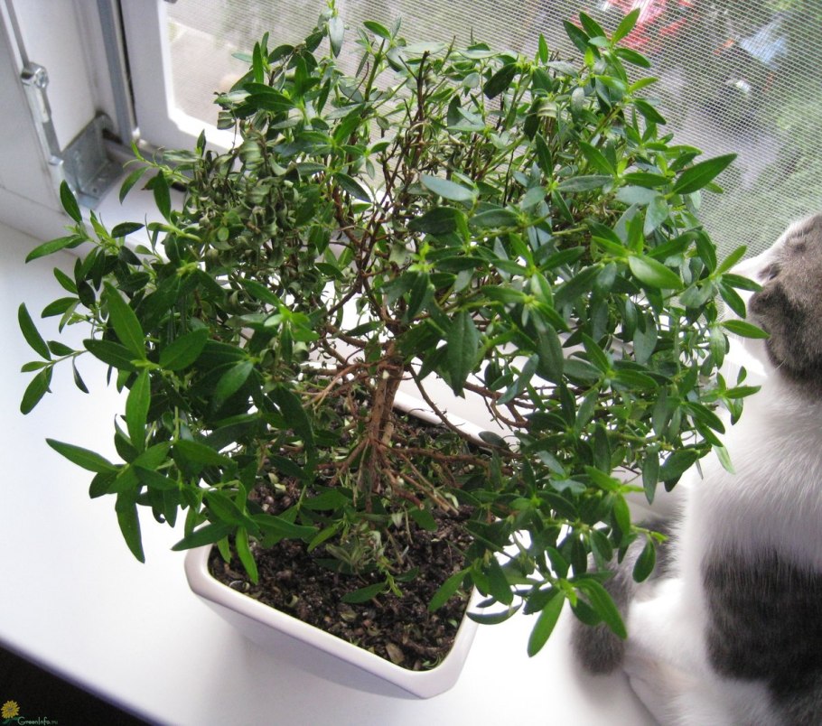 Мирт microphylla