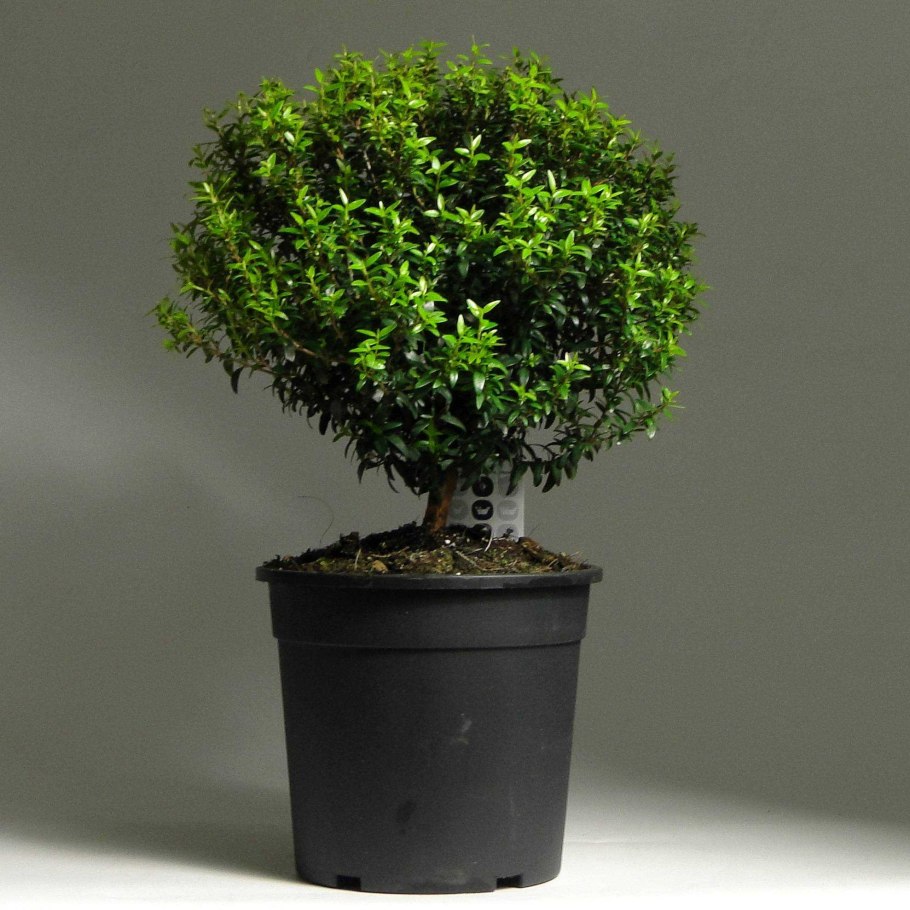 Мирт коммунис штамбовый