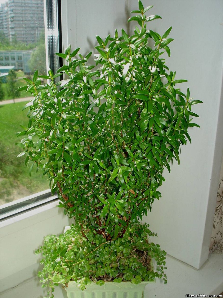 Мирт обыкновенный комнатное растение